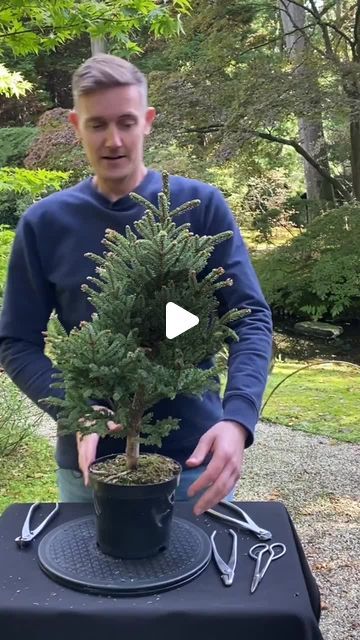 Eastern Red Cedar Bonsai, Bonsai Forest Ideas, Juniper Bonsai Style, Bonsai Garden Landscaping, Diy Bonsai Tree, Literati Bonsai, Spruce Bonsai, Cedar Bonsai, Jade Plant Bonsai