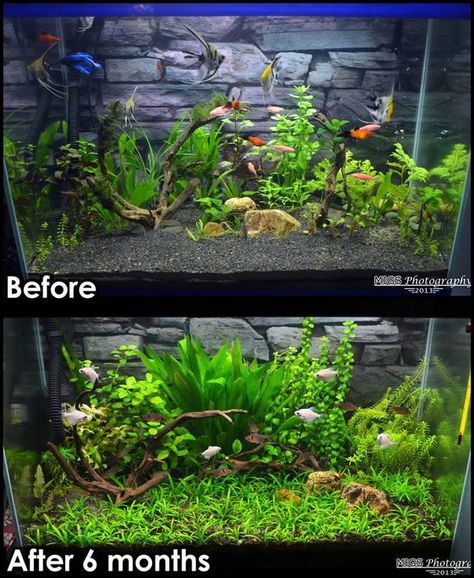 Natural Betta Aquarium Ideas, Natural Aquarium Ideas, Betta Aquarium Ideas, Community Fish Tank, Fish Tank Themes, Plants Aquarium, Fish Tank Terrarium, Amazing Aquariums, Cool Fish Tanks