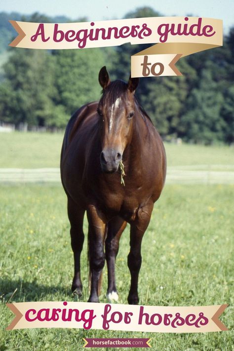 Horse Grooming Kit, Owning A Horse, Horse Farm Ideas, Horse Adventure, Small Barns, Buy A Horse, Healthy Horses, Horse Care Tips, Miniature Horses