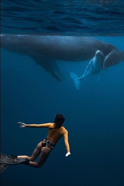 On our last evening we got to swim for more than an hour with this super calm mom and baby humpback just before sunset. I’ve come every year to swim with the whales and it’s still hard to leave in moments like this :) The whales dictate the interaction - as in never charging in towards them directly. I know it’s sort of hard because in photos it’s so hard to tell just how far away we are. I love adventure travel all over the world. Follow along my journey on Instagram to see where I go next! Chelsea Kauai, Water Woman, Swimming With Whale Sharks, Adventure Photographer, Super Good, On A Boat, Before Sunset, Whale Shark, I Know It