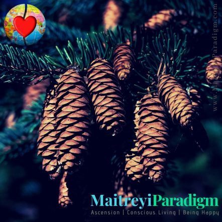 Read on to learn about the spiritual symbolism and importance of pinecones... #pine #pinecone #spiritualsignificanceofpinecone #pinealgland #conifertree #treemessage #oracledivination #naturemessages #oracle #divination #naturalworld #eternallove #christmastree #pagantradition #norsegod #messagesfromnaturalworld Pine Cone Spiritual Meaning, Pinecone Symbolism, Pagan Meaning, Sufi Islam, Wish Spell, Conifer Trees, Celtic Woman, Christmas Poems, Sleep Pattern