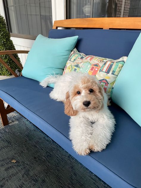 Female white and brown cockapoo puppy. Penny the cockapoo White Cockapoo, Brown Cockapoo, Dogs Images, Cockapoo Puppy, Cute Dogs Images, Cockapoo Puppies, Puppy Dog, Dogs And Puppies, Cute Dogs