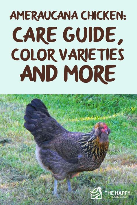 The Ameraucana is a most unique chicken among its peers. This article explores their temperament, egg laying, color varieties and more... Ameracauna Chicken, Black Giant Chicken, Americauna Chickens, Ameraucana Rooster, Homestead Blessings, Farm Goals, Ameraucana Chicken, Chicken Raising, Giant Chicken