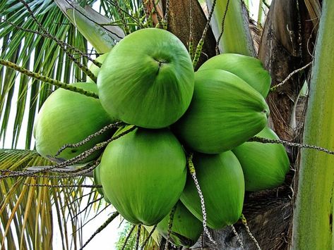 Coconut Water Benefits, Berbuka Puasa, Coconut Palm Tree, Air Kelapa, Coconut Health Benefits, Benefits Of Coconut Oil, Natural Drinks, Coconut Palm, Tree Seeds