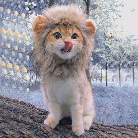 Cute cat Cat Halloween Costume Pet, Dog Lion Mane, Kitten Clothes, Pet Lion, Funny Lion, Kitten Accessories, Puppy Hats, Pet Funny, Lion Cat