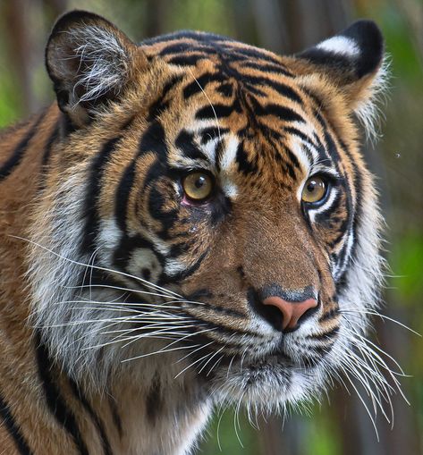 Cathy - Sumatran Tiger | San Diego Zoo Safari Park | Flickr San Diego Zoo Safari Park, Tiger Photography, Sumatran Tiger, Tiger Drawing, Tiger Pictures, Big Cats Art, Monkey Art, Fantasy Beasts, Safari Park