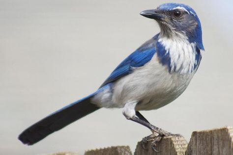 The western scrub-jay is a popular bird - learn how to recognize them and what makes them unique, including their behavior, calls and more. Winter Bird Feeders, Jay Tattoo, Scrub Jay, Animal Inspiration, Animal Behaviorist, Common Birds, Willamette Valley, Winter Bird, Creature Feature