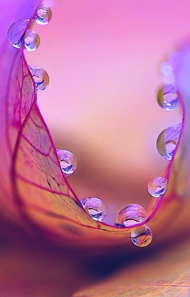 🍀Monica🍀 on Twitter: "💧💧🧡Glorious in de morning🧡💧💧… " Foto Macro, Across The Universe, Dew Drops, Foto Art, Trik Fotografi, Water Droplets, Jolie Photo, Rain Drops, Water Drops