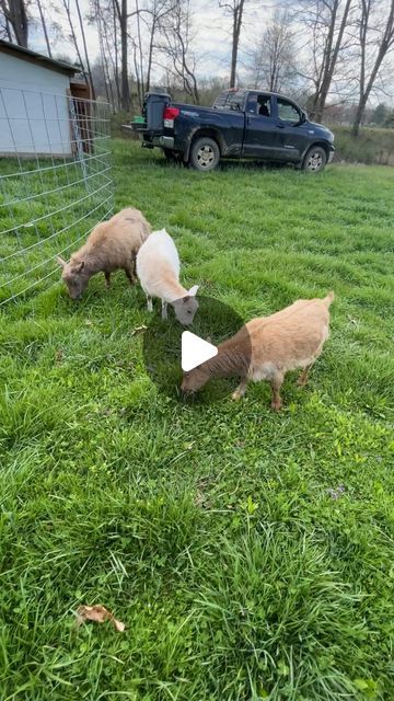 Amandus Family Farm on Instagram: "Time to move the goats! I am LOVING this new fence idea Nick came up with! It sure beats moving electric net fencing AND it keeps them in! #regenerativeagriculture #regenerativefarming #pastureraised #goats #goatsofinstagram #rotationalgrazing" Fence For Goats Ideas, Ideas For Goats To Climb On, Best Goat Fencing, Goat Fence Ideas, Goat Obstacles, Electric Fence For Goats, Goat Fence, Instagram Time, I Am Loving