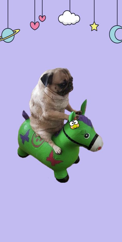 Wallpapers de perritos chistosos(? Pug, Wallpapers, Green