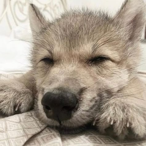 Wolf Icon, Dog Poetry, Baby Wolf, Wolf Pup, Warrior Cats Art, Wolf Pictures, Beautiful Wolves, Pretty Dogs, Super Cute Animals