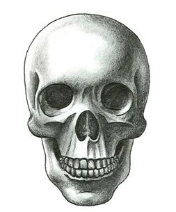 How to draw a skull Skeleton Head Drawing, Draw A Skull, Skeleton Face, Skeleton Drawings, Wild Tattoo, Skulls Drawing, Skull Tattoo Design, Face Sketch, Skull Drawing