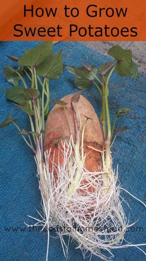 Grow Sweet Potatoes, Plantarea Legumelor, Gemüseanbau In Kübeln, Sweet Potato Slips, Sweet Potato Plant, Regrow Vegetables, Growing Sweet Potatoes, Growing Veggies, Growing Potatoes