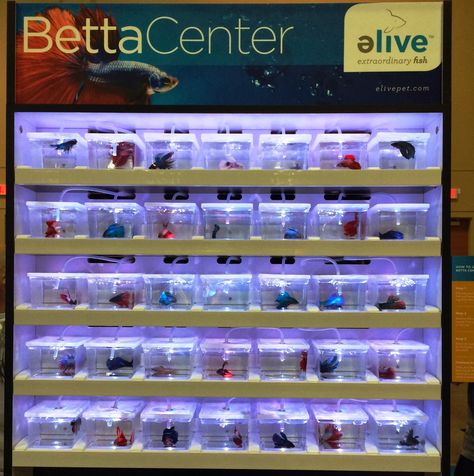 Betta Tanks, Betta Breeding, Aquarium Store, Fish Store, Aquarium Shop, Truck Bed Storage, Fish Shop, Otters Cute, Dog Grooming Salons