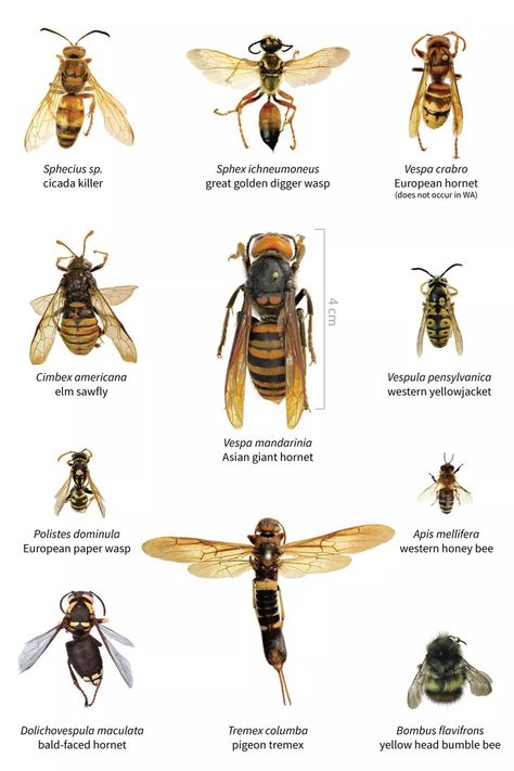 Murder hornets: The Asian giant hornet has arrived. Bees beware. - Vox Pictures Of Insects, Types Of Bees, Hornets Nest, Honey Bee Hives, Insect Pest, Bee Sting, Invasive Species, Wasp, Hornet