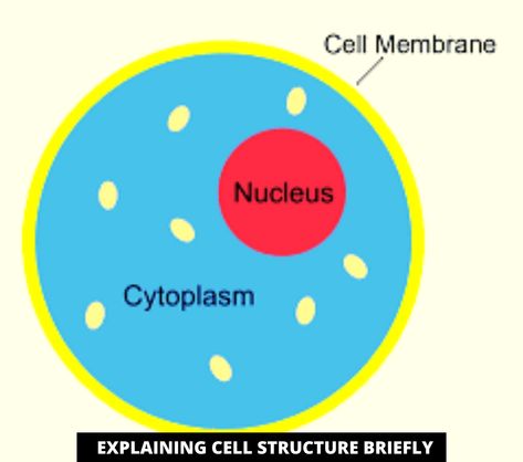 It is structural and functional unit of all living organisms. It is composed of cytoplasm and nuleus enclosed by cell membrane.cell are of different shapes and sizes. It consist of cytoplasm and nucleus.The cell Structure consists of  cell membrane Cytoplasm and  Nuleus Membran Sel, Massage Therapy School, Nuclear Membrane, Branches Of Biology, Eukaryotic Cell, Plasma Membrane, Living Organisms, Animal Cell, Cell Structure