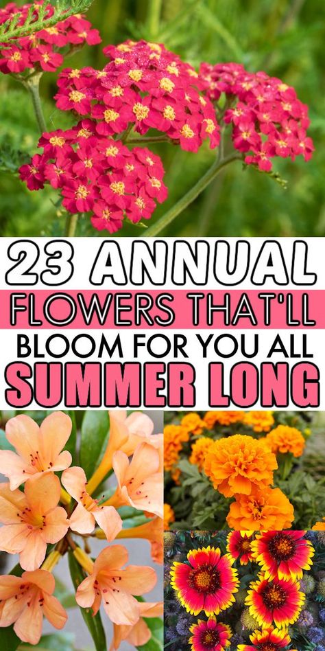 Annual Flower Beds, Professor Sprout, Drought Tolerant Annuals, Garden Scapes, Summer Blooming Flowers, Annual Garden, Patio Flowers, Flower Bed Designs, Annual Flowers