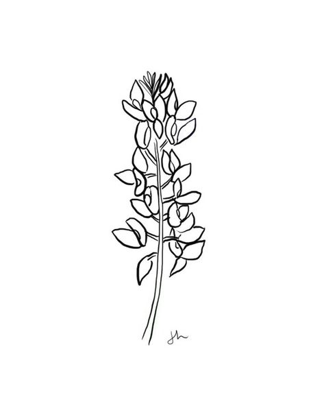 Bluebonnet Line Drawing, Blue Bonnet Drawing Simple, Blue Bonnet Tattoo Simple, Bluebonnet Drawing, Bluebonnet Tattoo, Montana Tattoo, Birthdate Tattoo, Medusa Tattoo Design, Drawing Black And White