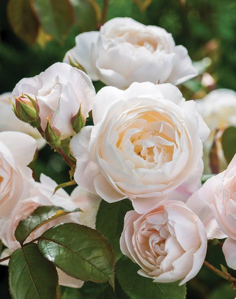 Rose Hedge, David Austin Rose, Victoria Magazine, Rose Belle, Austin Rose, Rose Varieties, Shrub Roses, David Austin Roses, Rose Fragrance