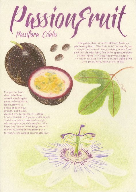 Passionfruit Technical Drawing on Behance Passionfruit Drawing, Passionfruit Illustration, Passionfruit Vine, Passion Fruit Flower, Fruits Drawing, Sensory Garden, Flower Meanings, Fruit Illustration, Insta Post