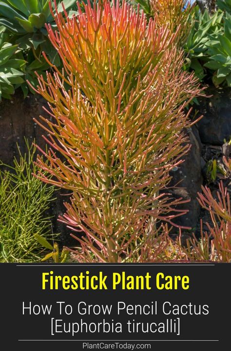 Euphorbia tirucalli, pencil cactus or milk bush is an unusual looking but forgiving South African plant that grows indoors or out. Learn Firestick plant care tips. Sticks On Fire Succulent, Pencil Cactus Care, Firesticks Succulent, Euphorbia Firesticks, Firestick Cactus, Firestick Succulent, Firestick Plant, Arizona Gardens, Cactus Planting