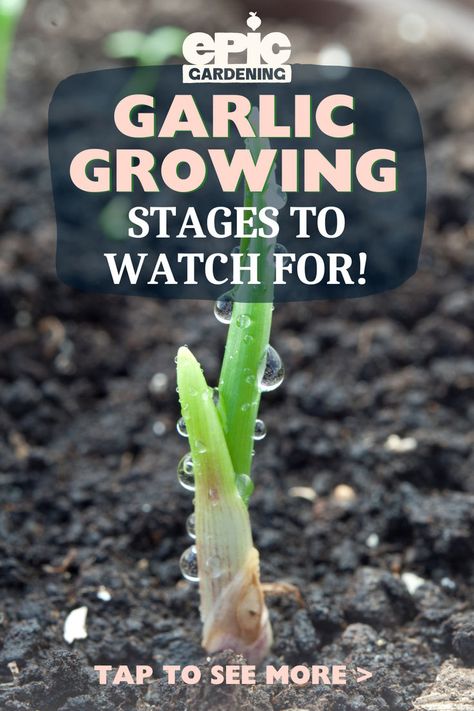 Small garlic seedling sprouting in a garden How To Grow Garlic, Planting Garlic In Spring, When To Harvest Garlic, Cold Weather Plants, Raised Bed Garden Layout, Herb Bed, Garlic Plant, Harvest Garlic, Vegetable Garden Plans