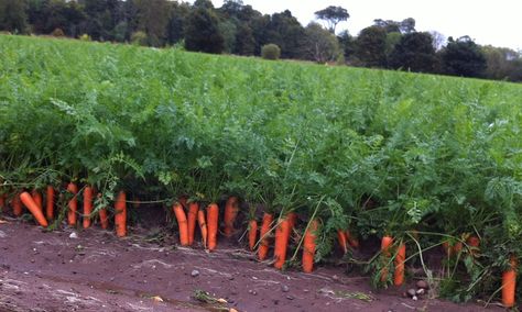 carrot field Cake Recipes Carrot, Carrot Dog Treats, Carrot Harvest, Recipes Carrot Cake, Curry Plant, Carrot Cake Dessert, Carrot Farm, Cake Dessert Recipes, Carrot Cake Recipes