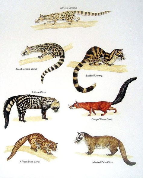 African Linsang, Banded Linsang, Congo Water Civet, Masked Palm Civet, African Palm Civet, African Civet, Small Spotted Civet.........clockwise from upper left corner....World Book Encyclopedia....via My Sunshine Vintage on ETSY Masked Palm Civet, African Civet, Palm Civet, Rare Animals, Animal Species, Scientific Illustration, Animal Facts, Prehistoric Animals, Animal Posters