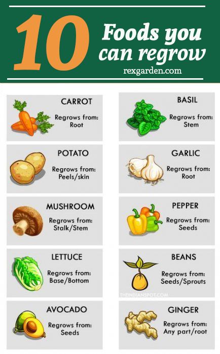 If you liked help us and save this image, follow us and tell us your doubts here. We are here to help you at rexgarden.com Plantarea Legumelor, How To Grow Vegetables, Regrow Vegetables, Grow Vegetables, Growing Veggies, Garden Types, Veg Garden, Home Vegetable Garden, Food Garden