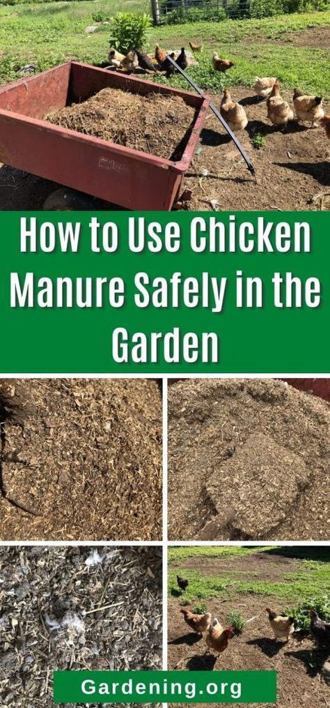 Chicken Fertilizer, Chicken Manure Compost, Urban Living Room Design, Chicken Composting, Manure Tea, Manure Composting, Cute Chicken Coops, Chicken Manure, Chicken Poop