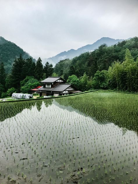 Download this photo by Robson Hatsukami Morgan on Unsplash Japan Countryside, Japan Images, Japan Pictures, Japan Image, Japan Picture, Perfect Rice, Rice Field, Countryside Landscape, Rice Fields