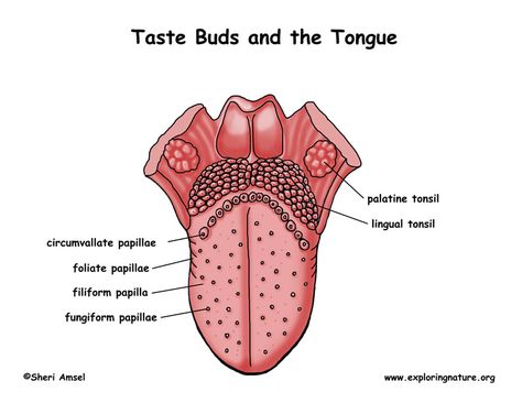 Human Ear Diagram, Lingual Tonsils, Respiratory System Anatomy, Human Tongue, Human Body Projects, Sistem Pencernaan, Basic Anatomy And Physiology, Classy Business Outfits, Medical Wallpaper