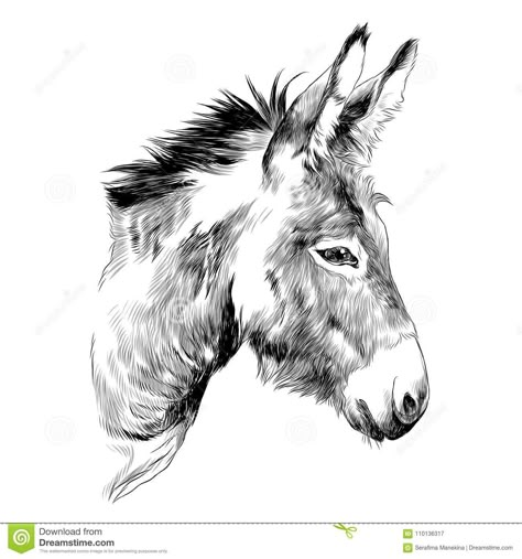 Donkey Sketch, Donkey Drawing, Donkey Art, Baby Donkey, Cute Donkey, Tattoo Graphic, Drawing Heads, Horse Drawings, Pencil Art Drawings