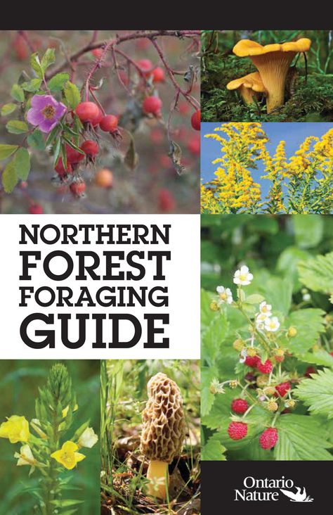 NORTHERN FOREST FORAGING GUIDE Apothecary Cupboard, Forest Foraging, Fall Foraging, Foraging Guide, Waste Free Living, Wild Food Foraging, Northern Canada, Foraging Recipes, Garden Remedies