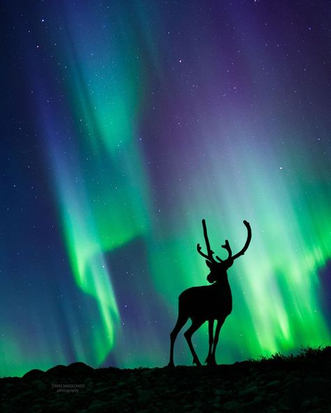 Erkki Makkonen on Instagram: “Autumn has come to the shores of the Arctic Ocean. In September, nights are dark and the sky is filled with stars and dancing auroras.…” Northen Light Paintings, Alaskan Northern Lights, Moose Painting, Northern Lights Art, Northern Lights Painting, Basic Painting, Northern Lights (aurora Borealis), Aurora Borealis Northern Lights, Instagram Autumn