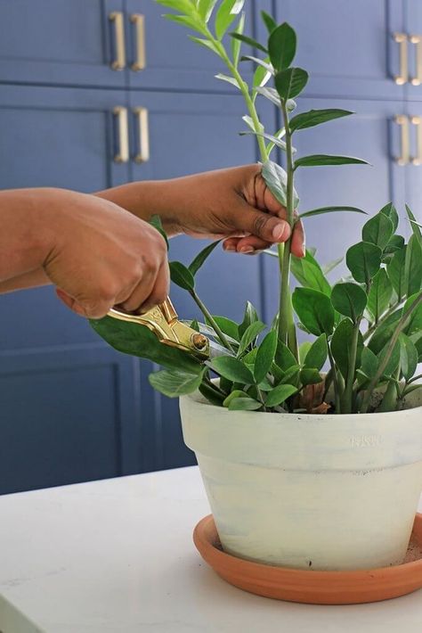 Learn how to propagate, plant, and care for the ZZ plant (Zamioculcas zamiifolia). This low maintenance, low light, simple-to-root plant is a household plant winner! | Home Made by Carmona #houseplant #propagation #zzplant Zamioculcas Plant Care, Propagating Zz Plant In Water, Propagate Zz Plant In Water, How To Propagate Zz Plant In Water, Repotting Zz Plant, How To Propagate A Zz Plant, Zz Propagation, Propagating Zz Plant, Propagate Zz Plant