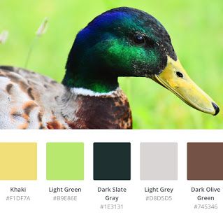 Color Palette Scheme Design Inspiration Mallard Duck | Color Palette Scheme Design Inspiration Mallard Duck Color Palette, Duck Color Palette, Duck Mood, Scheme Design, Color Schemes Colour Palettes, Mallard Duck, Mallard, Colour Palettes, Color Pallets