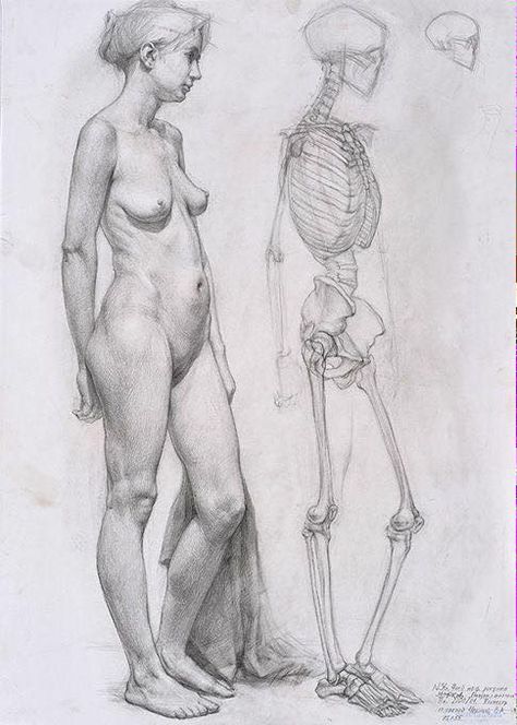 Human Anatomy Drawing, Human Figure Drawing, Human Anatomy Art, Anatomy Sketches, Anatomy Poses, Anatomy For Artists, Figure Sketching, Figure Study, Body Anatomy