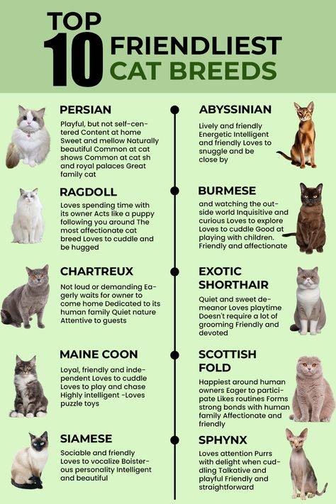 Thinking about adding a furry friend to your family? These 10 cat breeds are known for their loving and affectionate personalities. Discover which breed is the perfect match for your lifestyle!   #catbreeds #catlovers #catlife #friendlistofcatbreeds # Yorkies Puppies, Cat Knowledge, Cats Plants, Baby Foxes, Pet First Aid, Cat Corner, All Cat Breeds, Kitty Care, Train Dog