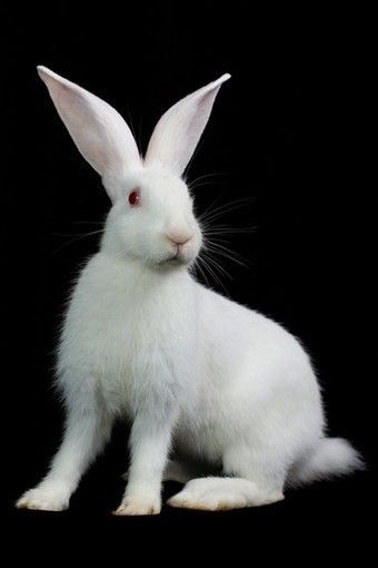 Albino Rabbit, Hare Watercolour, Fluffy Rabbit, Rabbit Photos, Albino Animals, Bunny Painting, Fox And Rabbit, White Rabbits, Black Background Images