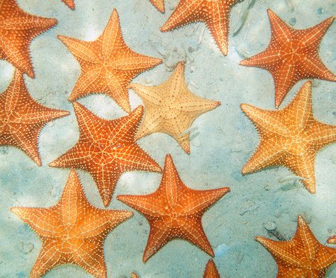 Star Fish Aesthetic, Orange Images, Starfish Craft, Ocean Wonders, Sea Creatures Art, Orange Star, Sea Aesthetic, Old Symbols, Orange Fish