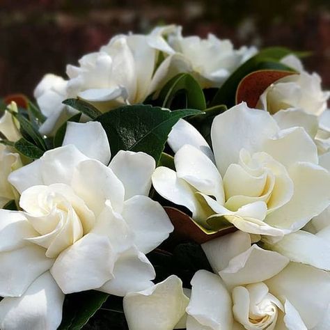 Tami McAllister on Instagram: "Today smelled SO good!  All gardenia bouquet for this classy Southern Bride. . . . . #gardenia #gardeniabouquet #southernwedding #luxurywedding #luxeblooms #southernwedding #southernbride #southernliving #weddingflowers #weddingflorist #chattanoogaflorist #chattanoogawedding #tennesseewedding #georgiawedding #fragrantflowers #ipreview @preview.app" Gardenia Centerpiece Wedding, Wedding Flowers Gardenias, White Gardenia Bouquet, Gardenia Wedding Bouquet, Gardenia Bridal Bouquet, Gardenia Wedding Flowers, Aura Widgets, Gardenia Radicans, Frostproof Gardenia