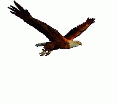 Eagle Gif, Bird Animated, Eagle Sticker, Flying Eagle, Eagle Bird, Animated Gif, Gif