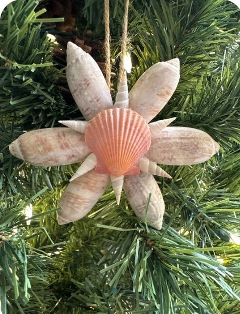 Olive Shell Art, Olive Shell Crafts, Beach Shell Crafts, 3d Beach Art, Googly Eye Crafts, Seashell Ideas, Olive Shell, Shell Creations, Shell Projects