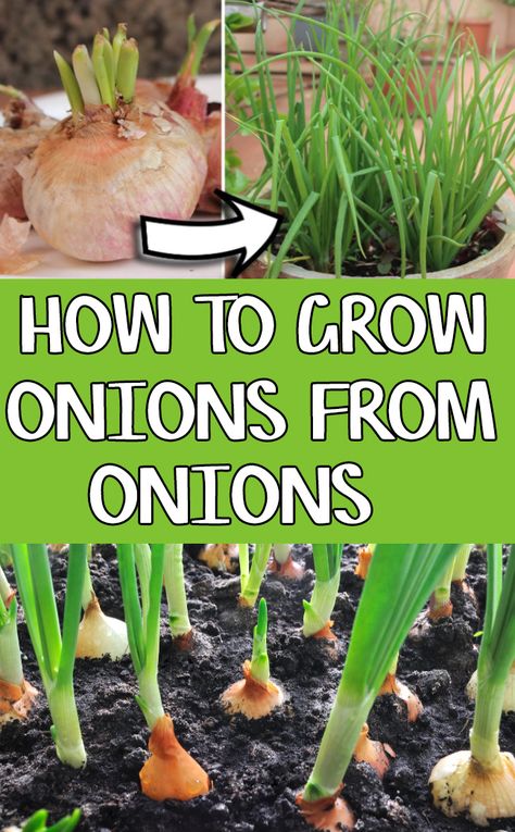 Growing Onions using onion seeds at home. Onion sets are mini onion bulbs that are marketed solely for planting purpose. When you start to plant it, they grow into a complete actual onion size bulb after for about in three development months. Onion plants are at least 4 inches tall in raised beds. Planting Onions Bulbs, Grow Onions, Green Onions Growing, Onion Seeds, Regrow Vegetables, Growing Vegetables In Pots, Growing Onions, Onion Bulbs, Planting Onions