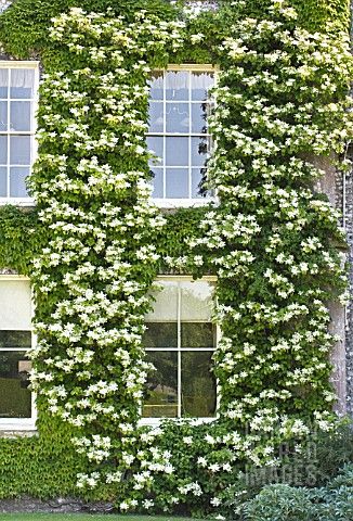 Hydrangea Petiolaris Wall, Hydrangea Anomala Petiolaris, Climbing Hydrangea Pergola, Hydrangea Climber, Climbing Hydrangea On House, Wall Climbing Plants, Hydrangea Petiolaris, Climbing Hydrangea, White Blossom