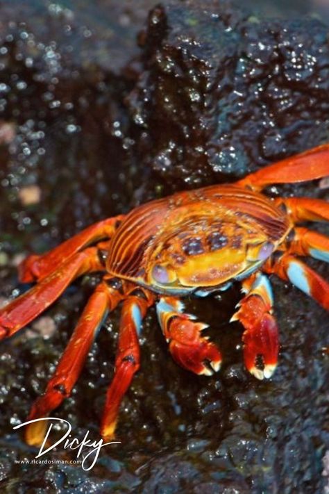 En la Islas Galapagos en #Ecuador al cangrejo se le llama La Zayapa. Sumérgete en el fascinante mundo marino con #Zayapa el cangrejo colorido. Compra con la confianza que brinda PayPal ➡️ Imagen digital: Entrega en 3 o 4 días hábiles para asegurar la calidad de la imagen digital a suministrar. 📭 Para Envíos de fotos impresas debe consultar precio del mismo antes del pago vía info@ricardosiman.com #RicardoSiman #cangrejos #zayapa Ecuador, Llama