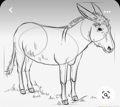 Donkey Drawing, Flowers Mandala, Mandala Ideas, Flower Drawing Tutorials, Flower Drawings, Drawing Tutorials For Kids, Drawing Flowers, A Donkey, Horse Drawings