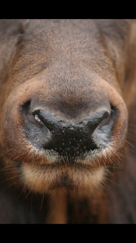 Deer Nose, Nose Picture, Deer Eyes, Elk Pictures, Tiger Species, Infinite Heart, Deer Photography, Deer Artwork, North American Animals