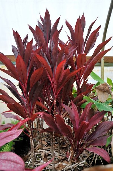 Cordyline fruticosa (Baby Doll Ti Plant, Good-Luck Plant, Hawaiian Ti Plant, Hawiian Ti, Ti Plant) | North Carolina Extension Gardener Plant Toolbox Hawaiian Ti Plant, Cordyline Fruticosa, Ti Plant, Cat Problems, Broadleaf Evergreen, Simple Leaf, Crassula Ovata, House Farm, Gardening 101